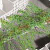 One of the ideas submitted for 'By the City/For the City': a hanging garden over empty lots and traffic islands in Petrosino Square in Manhattan.